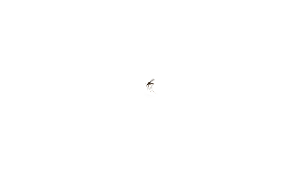 Videocase Mosquito Chato